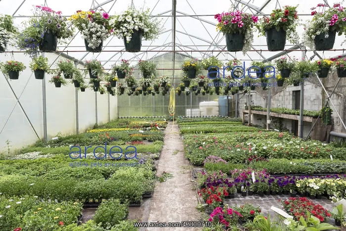 : Greenhouse of various plants at a horticulturist : Greenhouse of various plants at a horticulturist
