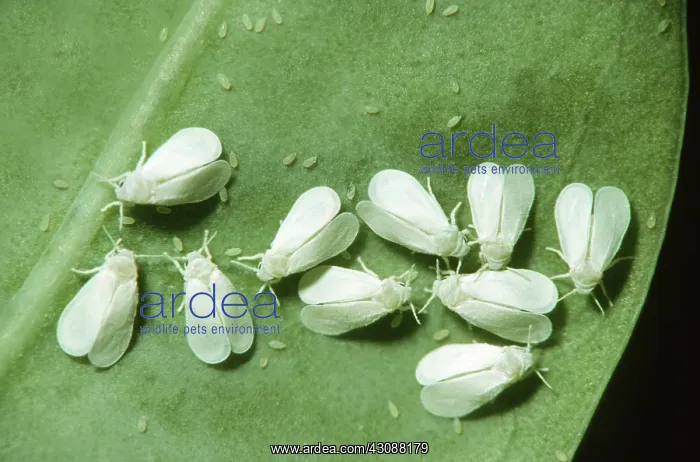 : Greenhouse Whiteflies : Greenhouse Whiteflies