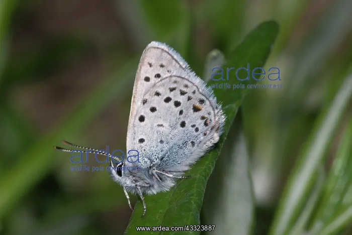 : Greenish Blue : Greenish Blue