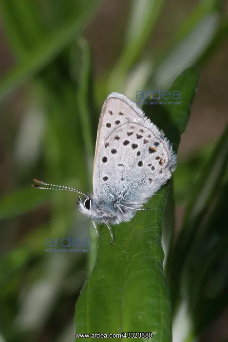 : Greenish Blue Moth : Greenish Blue Moth