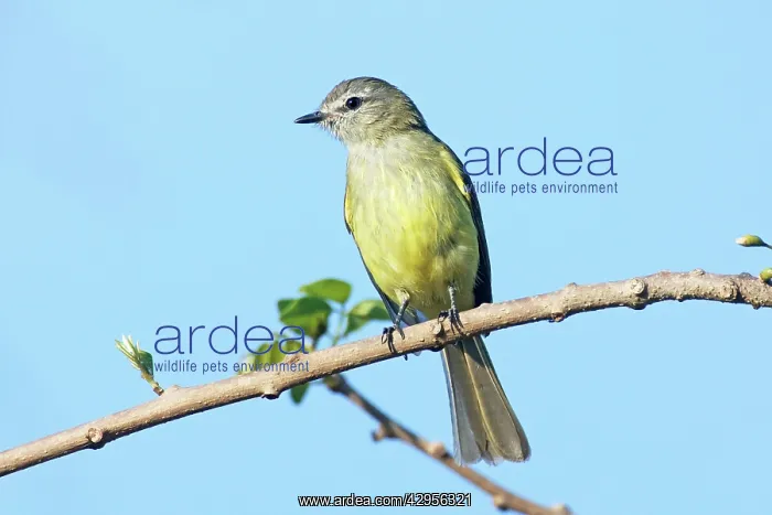 : Greenish Elaenia : Greenish Elaenia