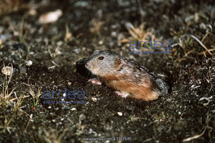 : Greenland Collared Lemming : Greenland Collared Lemming