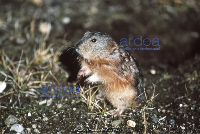 : Greenland Collared Lemming : Greenland Collared Lemming