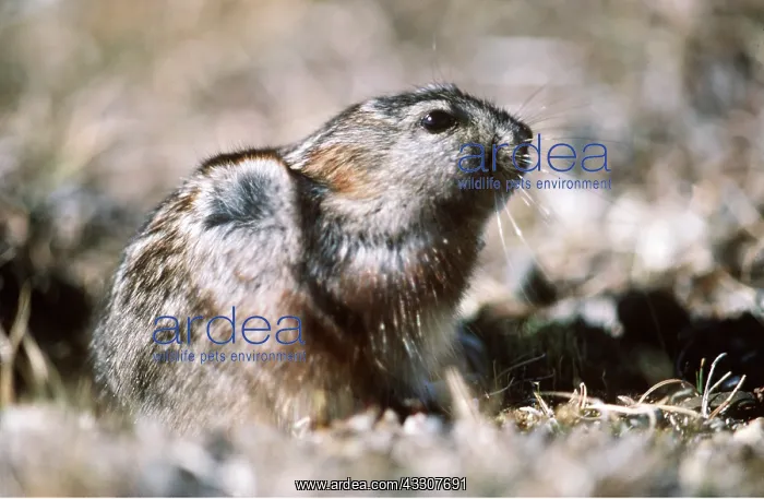: Greenland Collared Lemming : Greenland Collared Lemming