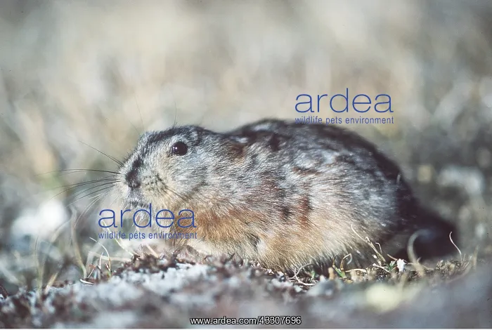 : Greenland Collared Lemming : Greenland Collared Lemming