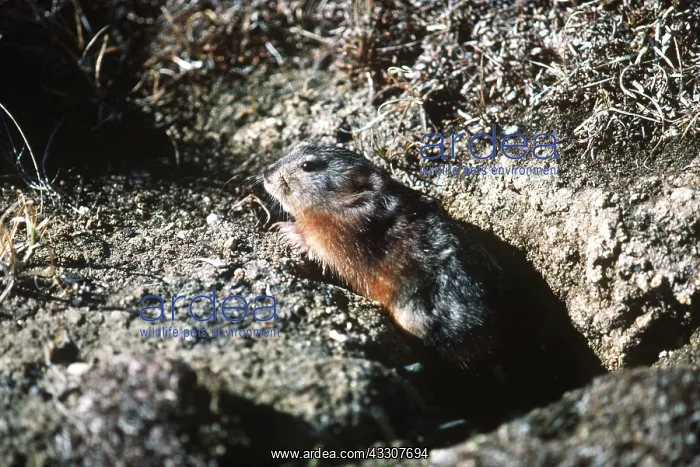 : Greenland Collared Lemming - at burrow : Greenland Collared Lemming - at burrow