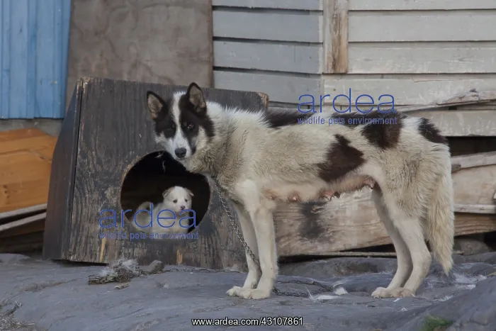 : Greenland Dog - adult dog - Greenland : Greenland Dog - adult dog - Greenland