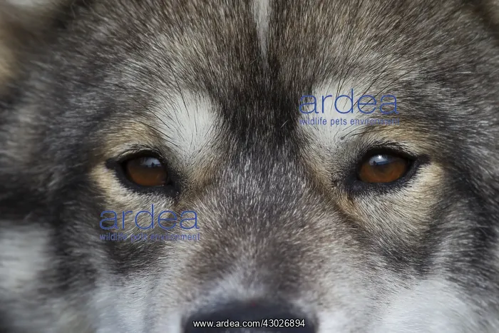 : Greenland Dog - portrait - Greenland : Greenland Dog - portrait - Greenland