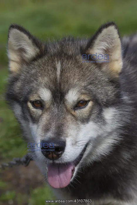 : Greenland Dog - portrait - Greenland : Greenland Dog - portrait - Greenland