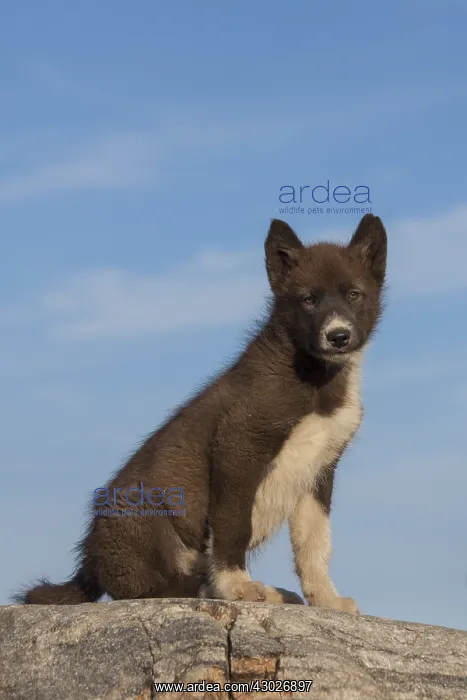  : Greenland Dog - puppy - Greenland