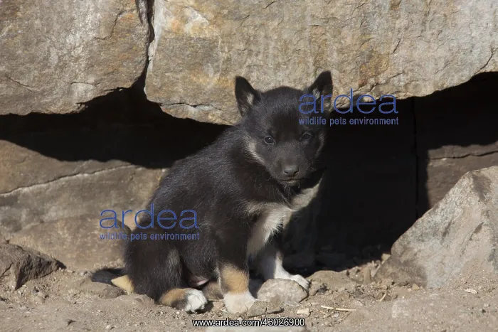  : Greenland Dog - puppy - Greenland
