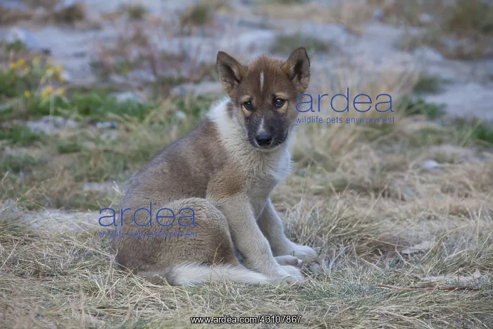 : Greenland Dog - puppy - Greenland : Greenland Dog - puppy - Greenland