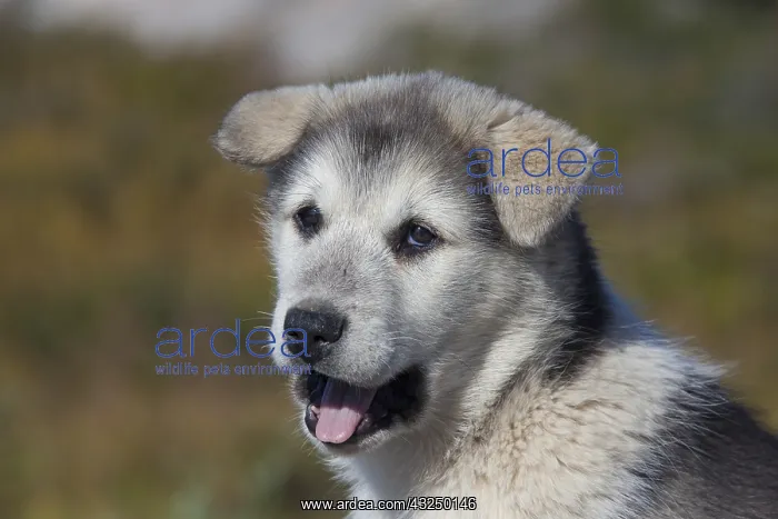 : Greenland Dog - puppy - Greenland : Greenland Dog - puppy - Greenland