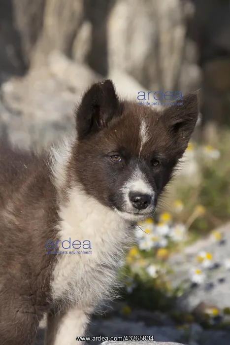 : Greenland Dog - puppy - Greenland : Greenland Dog - puppy - Greenland