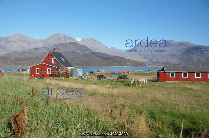 : Greenland, Igaliku (aka Igaliko), Igaliku : Greenland, Igaliku (aka Igaliko), Igaliku