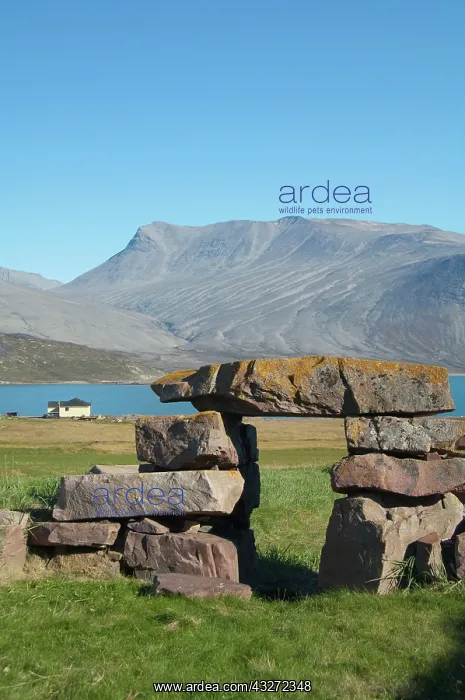 : Greenland, Igaliku (aka Igaliko). Ruins : Greenland, Igaliku (aka Igaliko). Ruins
