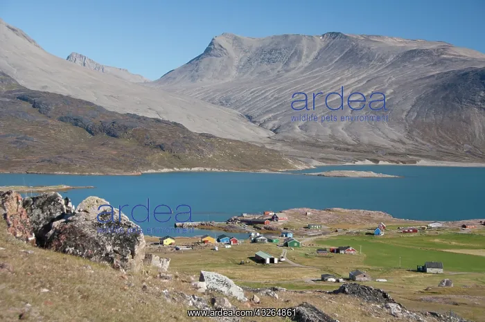 : Greenland, Igaliku. Small settlement on : Greenland, Igaliku. Small settlement on
