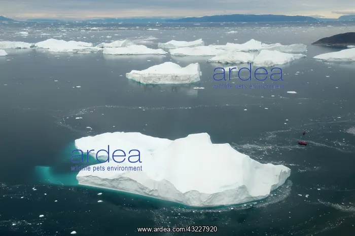 : Greenland, Illulissat, Icebergs in fjord : Greenland, Illulissat, Icebergs in fjord
