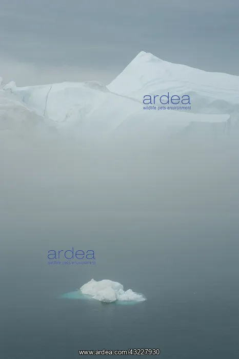: Greenland, Illulissat, Icebergs in fjord : Greenland, Illulissat, Icebergs in fjord