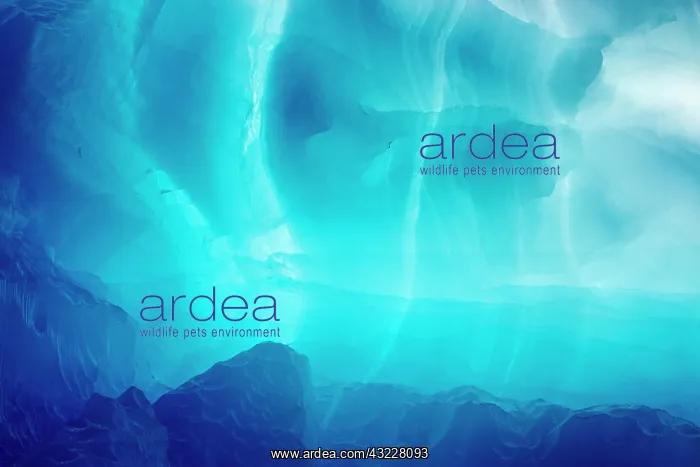 : Greenland, Ilulissat, Blue ice of backlit : Greenland, Ilulissat, Blue ice of backlit