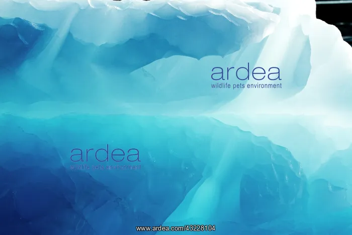 : Greenland, Ilulissat, Blue ice of backlit : Greenland, Ilulissat, Blue ice of backlit