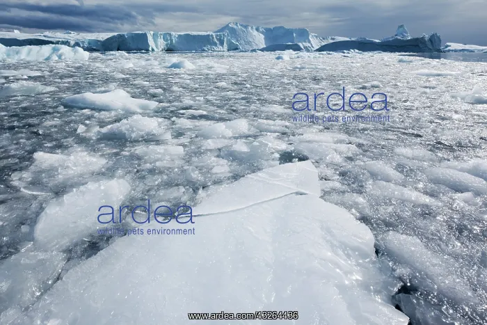 : Greenland, Ilulissat, Densely pack field : Greenland, Ilulissat, Densely pack field