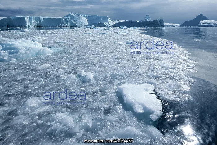 : Greenland, Ilulissat, Field of brash ice : Greenland, Ilulissat, Field of brash ice