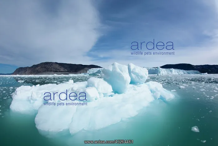: Greenland, Ilulissat, Field of melting icebergs : Greenland, Ilulissat, Field of melting icebergs
