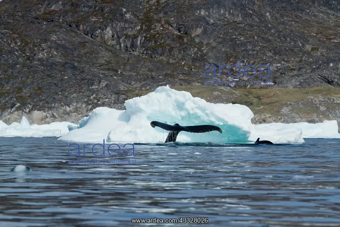 : Greenland, Ilulissat, Humpback Whale and : Greenland, Ilulissat, Humpback Whale and