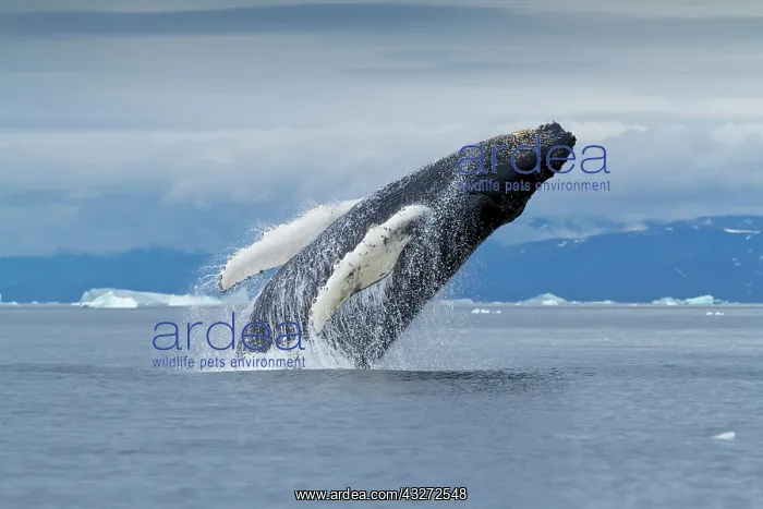 : Greenland, Ilulissat, Humpback Whale (Megaptera : Greenland, Ilulissat, Humpback Whale (Megaptera