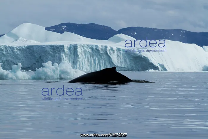 : Greenland, Ilulissat, Humpback Whale (Megaptera : Greenland, Ilulissat, Humpback Whale (Megaptera