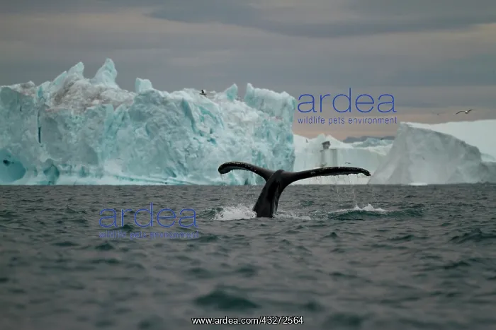 : Greenland, Ilulissat, Humpback Whale (Megaptera : Greenland, Ilulissat, Humpback Whale (Megaptera