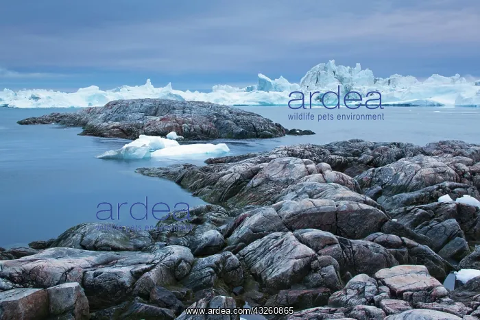 : Greenland, Ilulissat, Icebergs calved from : Greenland, Ilulissat, Icebergs calved from