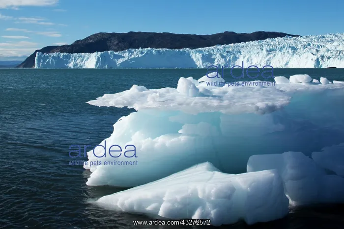 : Greenland, Ilulissat, Icebergs calved from : Greenland, Ilulissat, Icebergs calved from