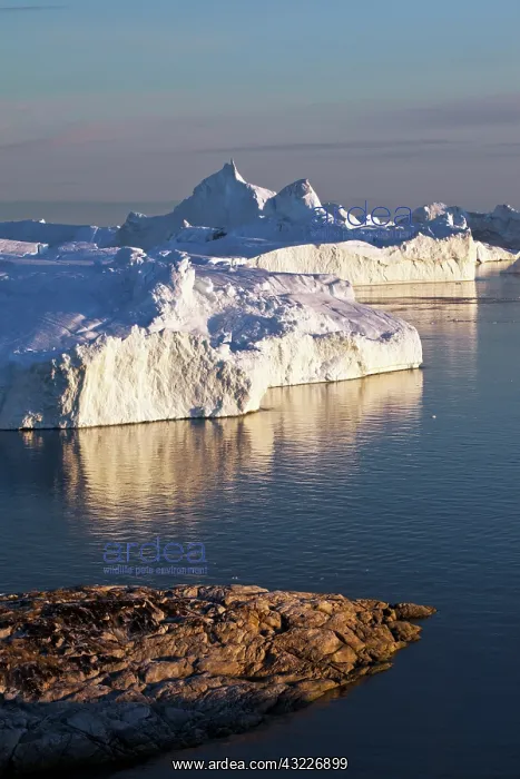 : Greenland, Ilulissat, Icebergs grounded : Greenland, Ilulissat, Icebergs grounded