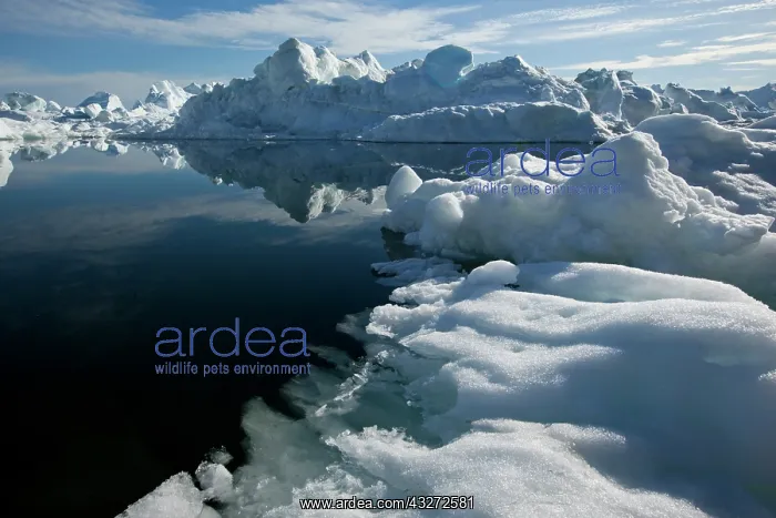 : Greenland, Ilulissat, Icebergs from Jakobshavn : Greenland, Ilulissat, Icebergs from Jakobshavn