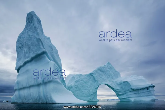 : Greenland, Ilulissat, Massive arched iceberg : Greenland, Ilulissat, Massive arched iceberg