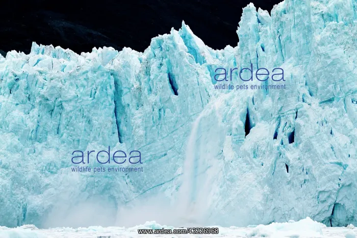 : Greenland, Ilulissat, Massive icebergs calving : Greenland, Ilulissat, Massive icebergs calving