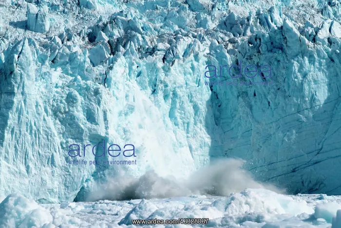: Greenland, Ilulissat, Massive icebergs calving : Greenland, Ilulissat, Massive icebergs calving