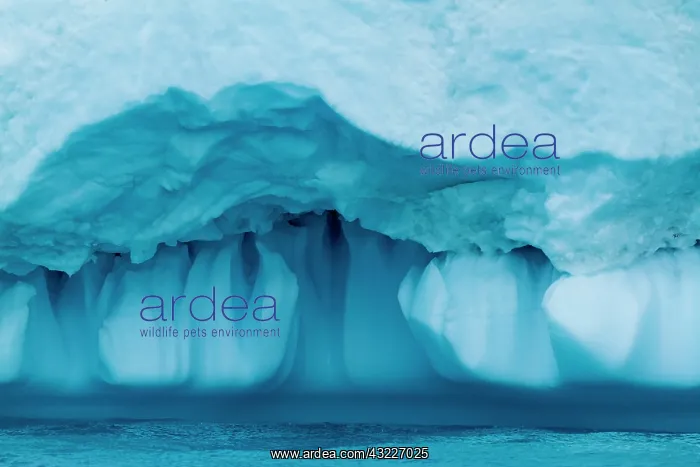 : Greenland, Ilulissat, Melting edge of massive : Greenland, Ilulissat, Melting edge of massive
