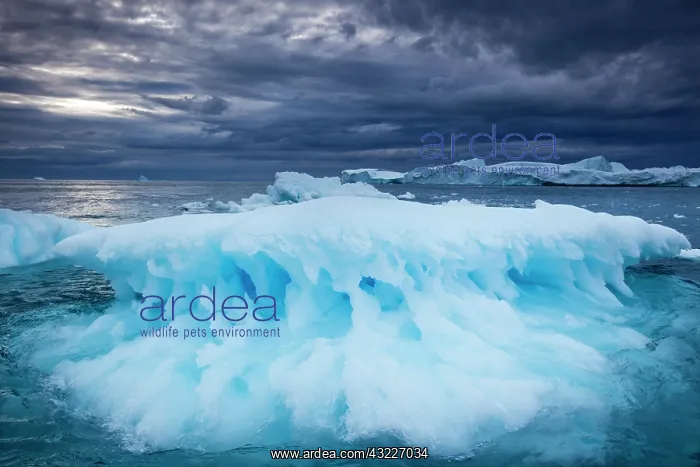 : Greenland, Ilulissat, Melting iceberg floating : Greenland, Ilulissat, Melting iceberg floating