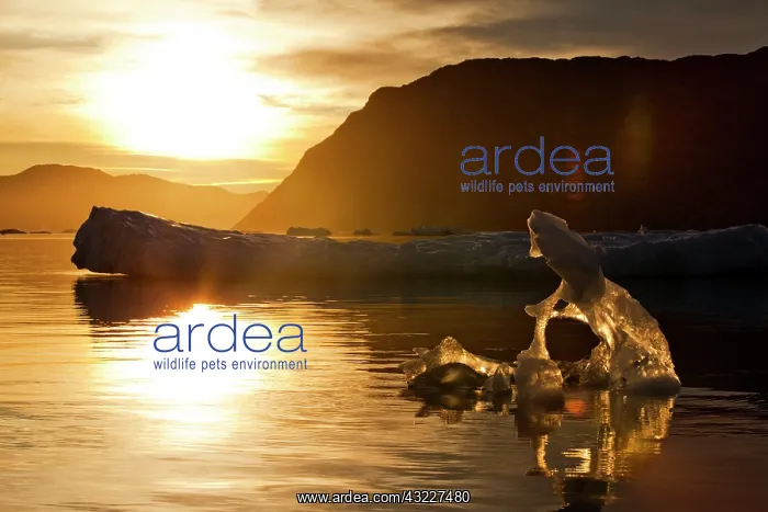 : Greenland, Ilulissat, Setting midnight sun : Greenland, Ilulissat, Setting midnight sun