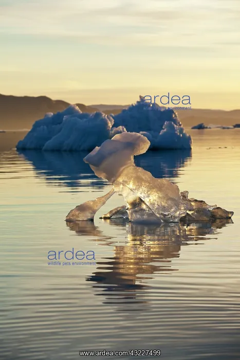 : Greenland, Ilulissat, Setting midnight sun : Greenland, Ilulissat, Setting midnight sun