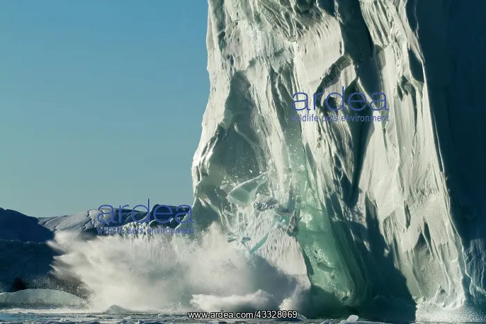 : Greenland, Ilulissat, Slab of ice falling : Greenland, Ilulissat, Slab of ice falling