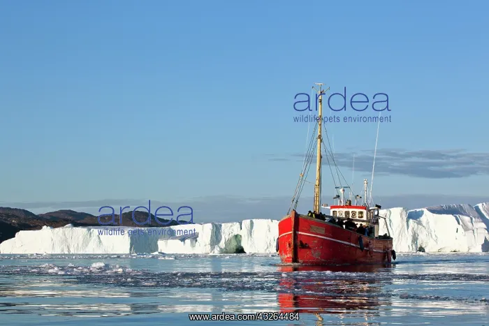  : Greenland, Ilulissat, Traditional fishing