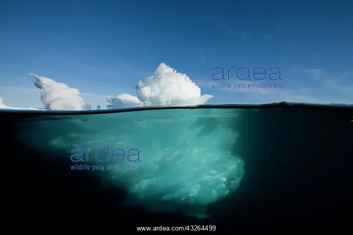 : Greenland, Ilulissat, Underwater image of : Greenland, Ilulissat, Underwater image of