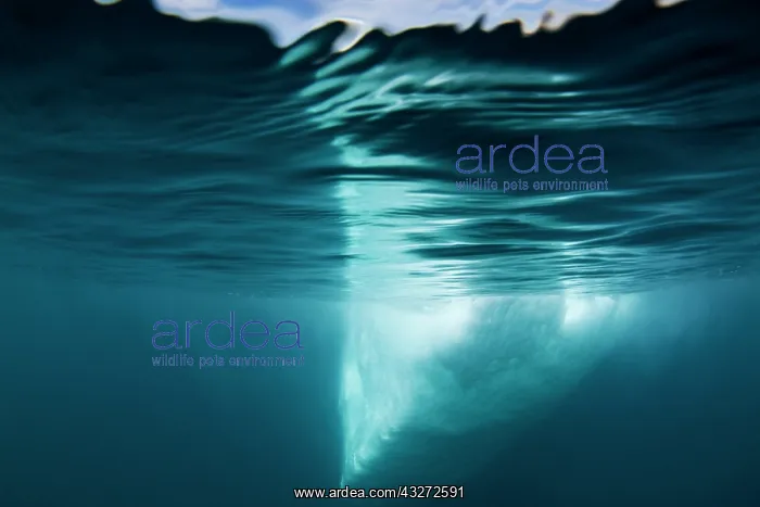  : Greenland, Ilulissat, Underwater view of