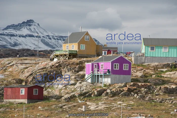 : Greenland, Nuussuaq Peninsula, Disko Bay : Greenland, Nuussuaq Peninsula, Disko Bay