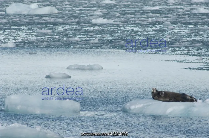 : Greenland, Prince Christian Sound (aka Prins : Greenland, Prince Christian Sound (aka Prins