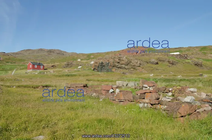 : Greenland, Qassiarsuk. Brattahlid farm ruins : Greenland, Qassiarsuk. Brattahlid farm ruins